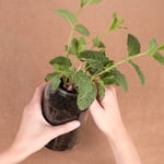 marcilla tendencia diy crea tu propio huerto urbano reutilizando tus botes de cristal marcilla soluble creme express 4