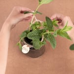 marcilla tendencia diy crea tu propio huerto urbano reutilizando tus botes de cristal marcilla soluble creme express 6